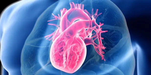 New Research Highlights Food Quality Over Carbohydrate or Fat Reduction for Heart Health