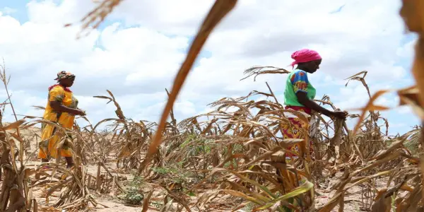 Annual Crop Losses Linked to Global Warming Exceed $20 Billion