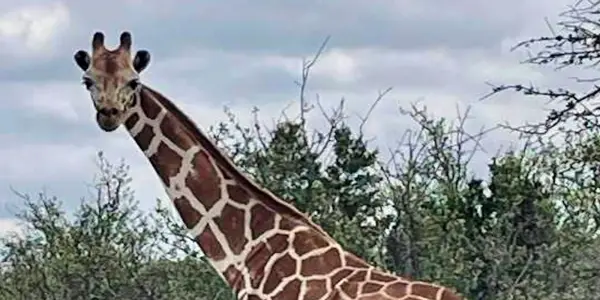 Gracie the Giraffe Rescued After Two Weeks on the Loose in Texas