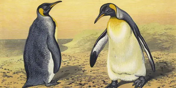 The Remarkable Resilience of Penguins: A Study in Faith and Separation