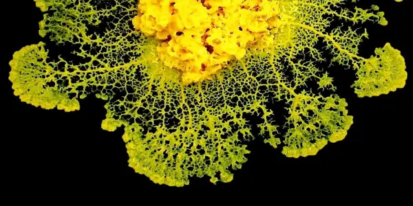 New Study Reveals Slime Mold's Unique Decision-Making Process Without a Brain
