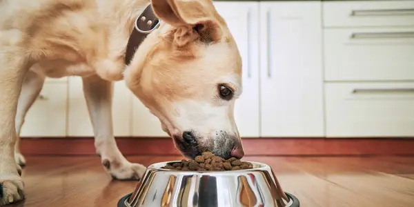 Mars Petcare Issues Recall of Pedigree Dog Food Due to Contamination Risks