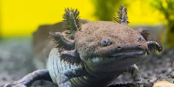 New Fossil Species of Axolotl Discovered in Mexico, Shedding Light on Ancient Salamander Evolution