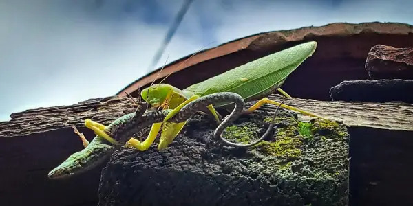 Invasive Asian Praying Mantises Threaten Europe's Native Wildlife, Experts Warn