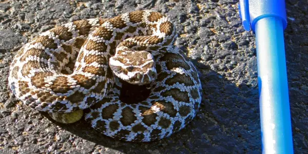 New Research Debunks Myth About Baby Rattlesnakes' Venom Potency