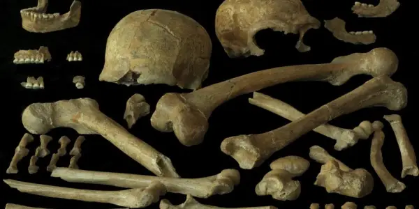 New Study Challenges Assumptions About Neanderthal Diversity and Extinction