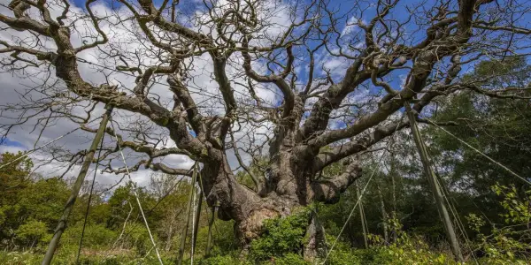 Historic Major Oak in Sherwood Forest, Tied to Robin Hood Legend, Passes Away