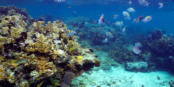 Innovative Use of Underwater Speakers Aims to Revitalize Jamaica's Coral Reefs