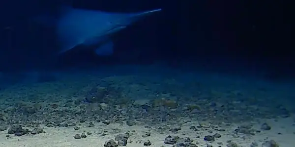 First-Ever Live Footage Captured of Rare Goblin Shark in Natural Habitat